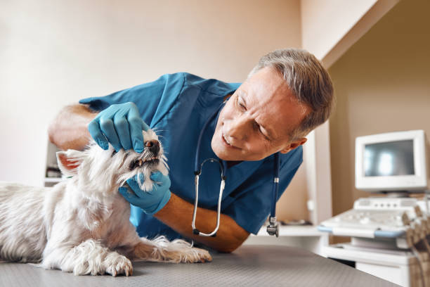 Best Emergency Denture Repair in Atwood, KS